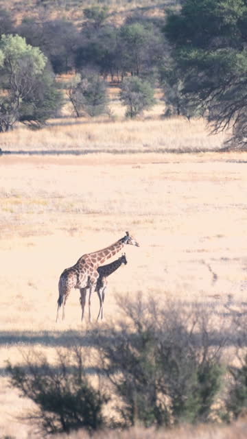 Vertical video mother and giraffe calf on grass plane rub necks affectionately