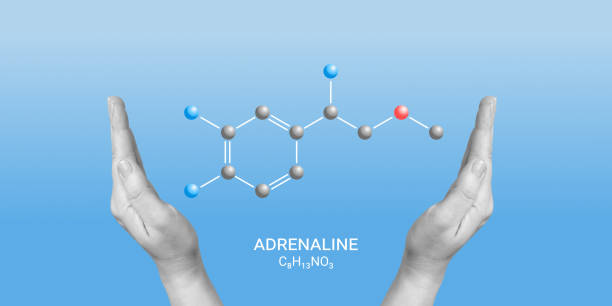 istock Adrenaline or adrenalin, epinephrine neurotransmitter molecule. Skeletal adrenaline formula between the hands. Minimalist art collage 1499817036