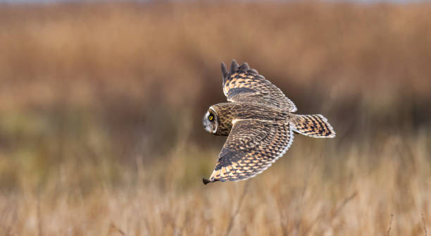 istock Short-eared owl flying in the grass 1499818431