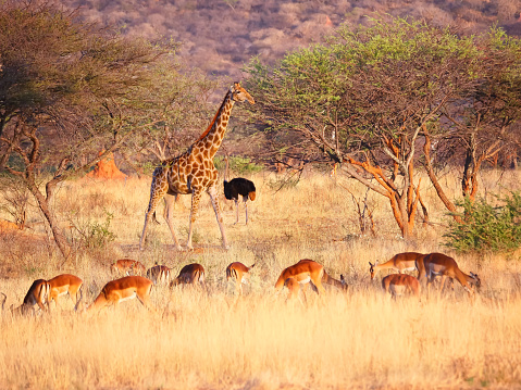 Impala's, giraf and ostrich in Namibia, Etosha