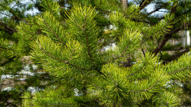 istock Branches of a young pine tree growing in a clearing in a winter forest. Christmas tree 1499818874