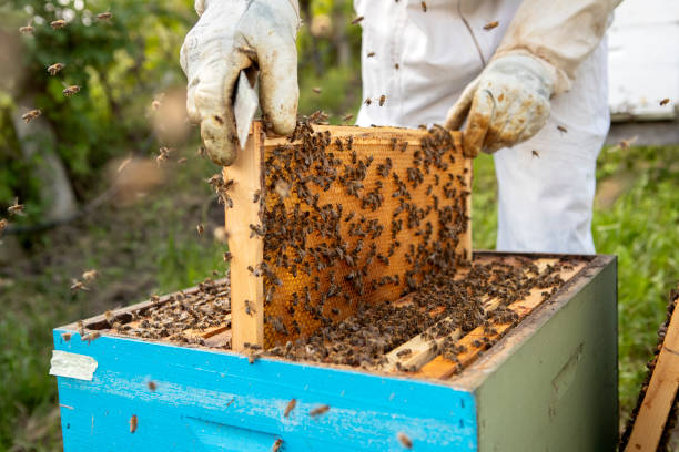 istock Beekeeper holding a honeycomb with bees, Bee on honeycomb, promoting sustainable beekeeping, honeycomb inspection, hive management and bee health 1499820276