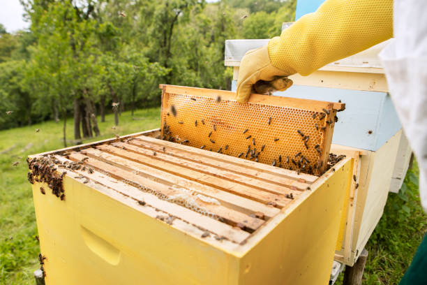 istock Beekeeper holding a honeycomb with bees, Bee on honeycomb, promoting sustainable beekeeping, honeycomb inspection, hive management and bee health 1499820562