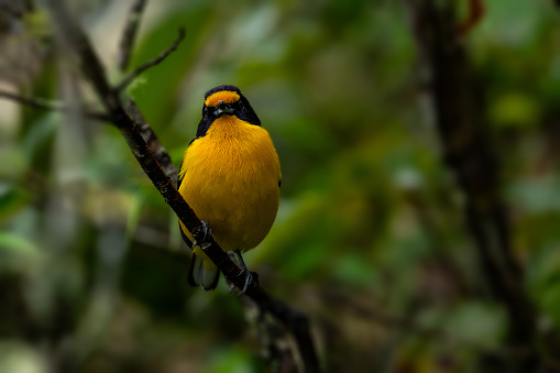 Eye contact of a violaceous euphonia (Euphonia violacea) male at Atlantic Forest.