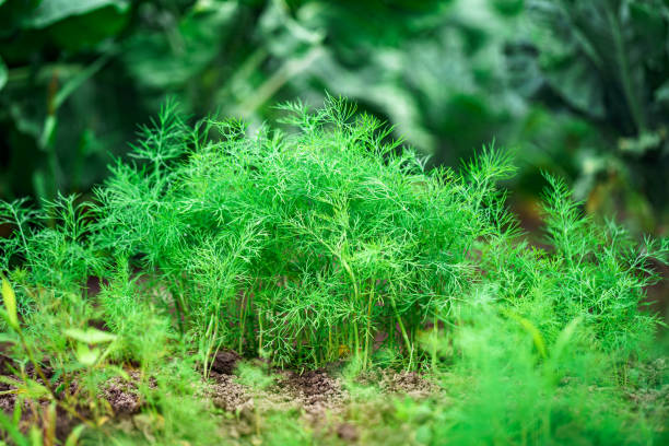 istock Growing dill in the garden 1499821313