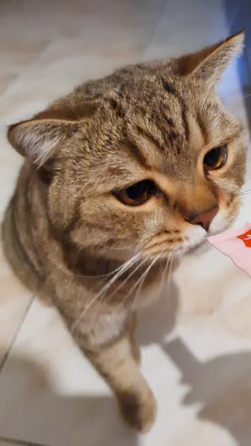 Cat snack
