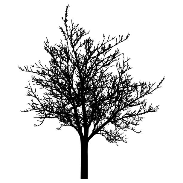 ilustraciones, imágenes clip art, dibujos animados e iconos de stock de silueta de árbol desnudo. hermoso árbol sin hojas.  ilustración vectorial - bare tree nature backgrounds tree trunk branch