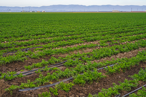 Agricultural field with young plants in rows, sowing season. Celery field, and irrigation system