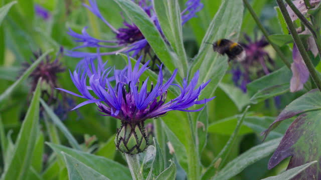 One bumble bee landing on a blue flower