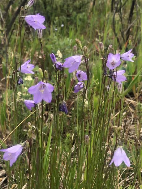 istock Bluebells in the morning sun 1499825265