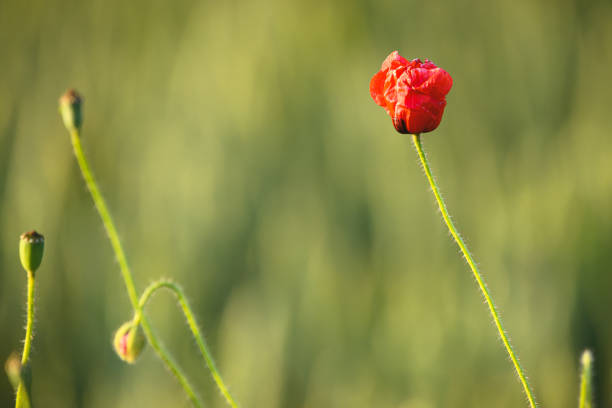 Poppy flower with a bud isolated  in green field on a sunny day during springtime Pictorial close up view