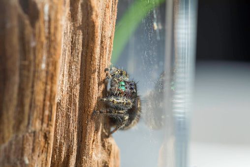 A bold jumping spider (bryantae variant) posing for the camera.