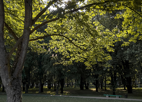 Green tree leaves in sunlight in park, background landscape.