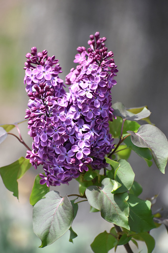 deep purple lilacs, springtime
Lombard, Illinois  USA