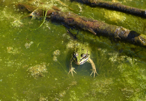 A marsh frog sitting in the water