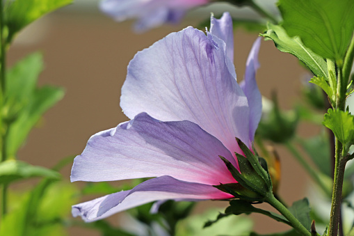 Blooming hibiscus syriacus 'Blue bird' with attractive flowers.