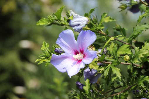 Blooming hibiscus syriacus 'Blue bird' with attractive flowers.