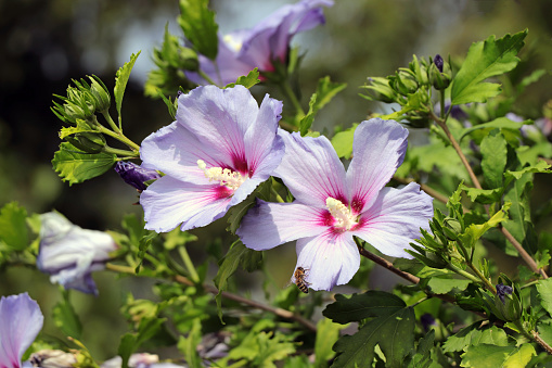 Blooming hibiscus syriacus 'Blue bird' with attractive flowers.