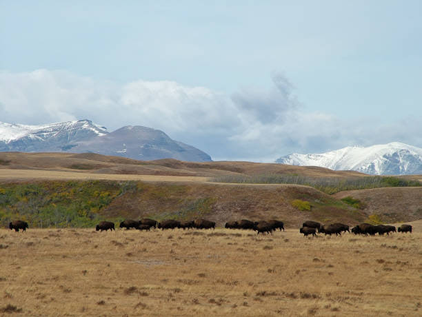 istock Grazing Bison Herd with Snowy Mountains 1499828574