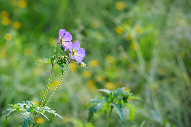 Purple flower in the field at sunset