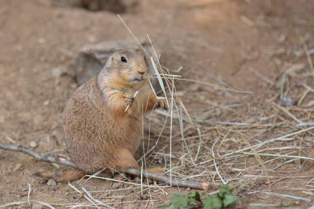 istock black tailed prairie dogs 1499829711