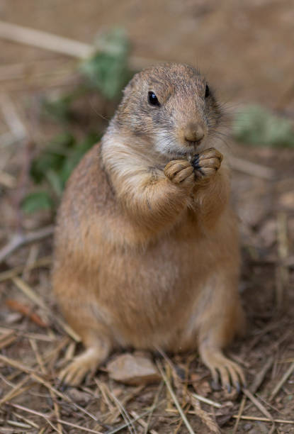 istock black tailed prairie dogs 1499829778