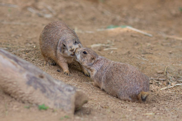 istock black tailed prairie dogs 1499829809