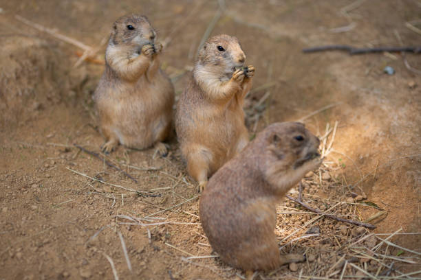 istock black tailed prairie dogs 1499829928