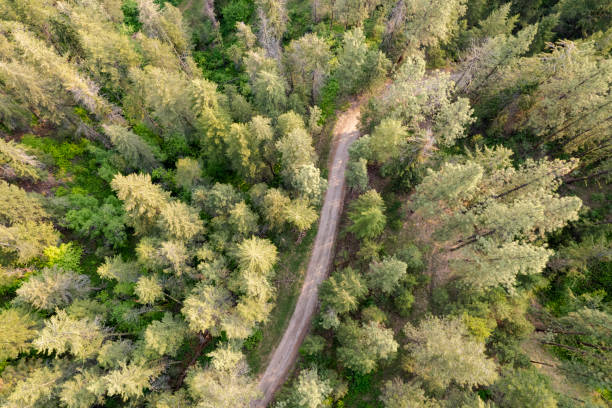 Scenic road through a forest. Transportation and driving in nature.