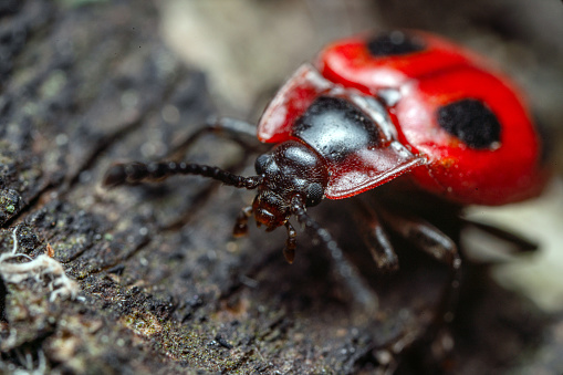 Red bug, also called Stainer, Firebug, or Pyrrhocoris apterus