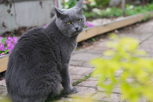istock Domestic Chartreux cat walking outside in summer. 1499830909