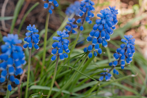 Grape hyacinth or muscari neglectum plant. Beautiful blue spring flowers in bloom.