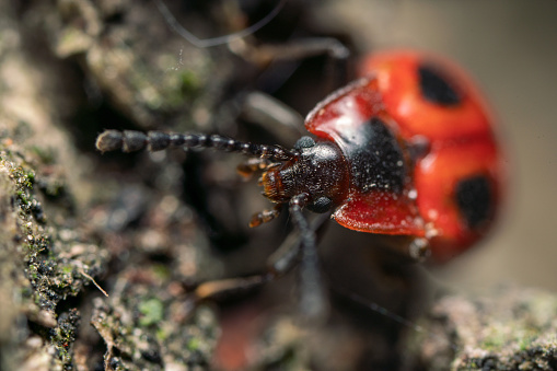 Red bug, also called Stainer, Firebug, or Pyrrhocoris apterus