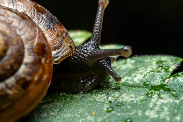 Snail on the leaf, extreme close-up, full frame
