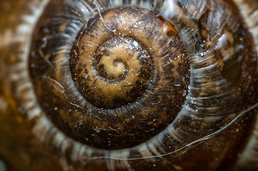 Macro shot of a brown snail shell, close-up
