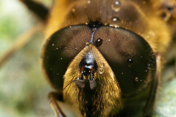 Close-up of a beautiful Western Honey Bee (Apis mellifera)