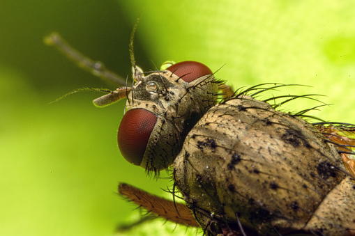 A fly sitting on some wood plank and is looking in the camera