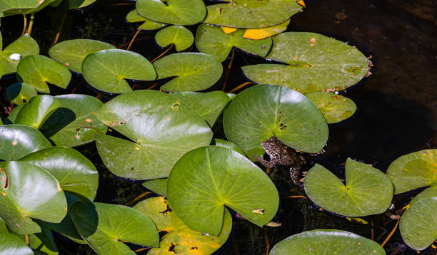 istock Water lily plant in the pond 1499831279
