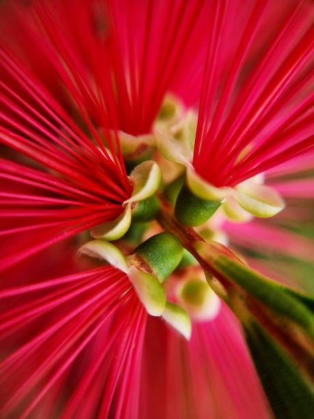 istock Melaleuca rugulosa (Bottlebrush Plant, Callistemon bottlebrush) 1499831544