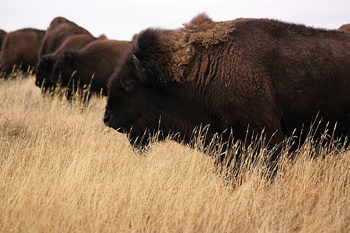 A buffalo stands in profile, chest high in tall, dry, buff colored grass. This noble beast is one of the members of a buffalo herd owned and managed by the Blackfeet Indian Tribe of Montana.
