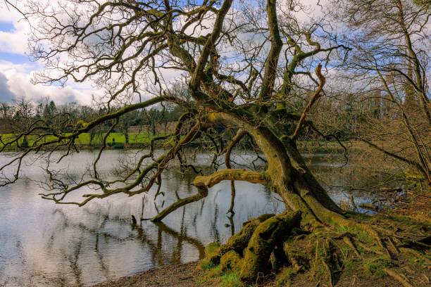 istock Beautiful mossy tree leaning over a lake at Royal Hillsborough 1499833695