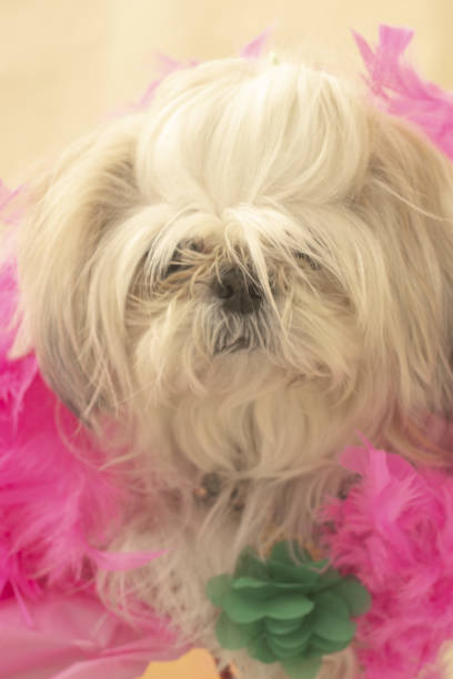 istock Dog with pink accessories 1499835057