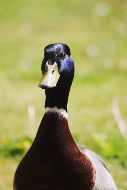 istock A fancy male duck 1499838250