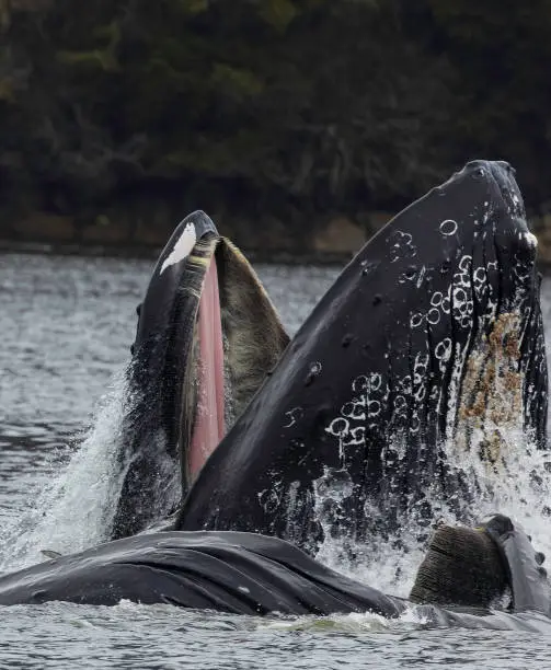 Photo of A Peek into a Humpback Whale's Mouth
