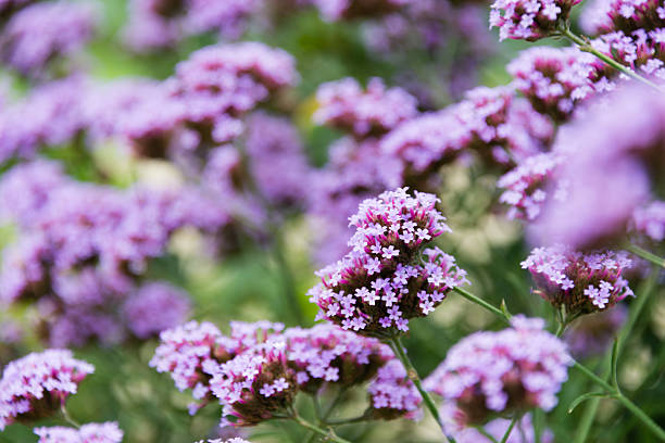 istock Purpletop vervain (XXXLarge) 149983896