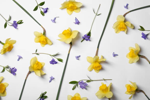 istock Beautiful yellow daffodils and periwinkle flowers on white background, flat lay 1499839563