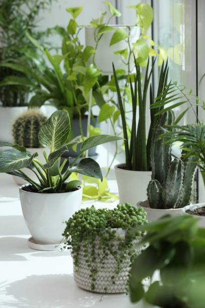 istock Many beautiful potted houseplants on windowsill indoors 1499839653