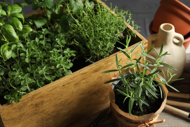istock Crate with different potted herbs and gardening tools on wooden table, closeup 1499839774