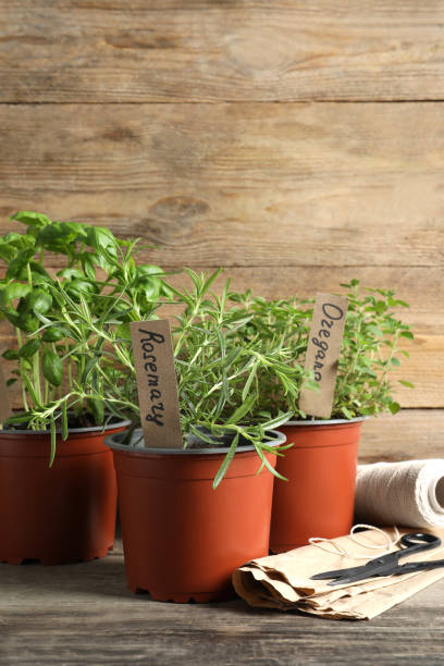 istock Different aromatic potted herbs on wooden table 1499839781