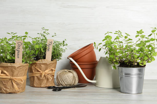 istock Different aromatic potted herbs, watering can, scissors and woolen yarn on light wooden table 1499839801